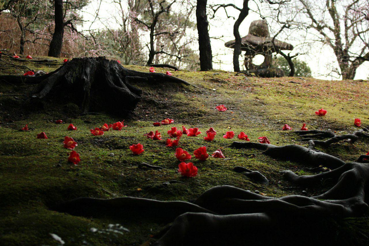 Kraha Drifting Woods